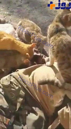 گربه ها یک داعشی را خوردند! +تصاویر