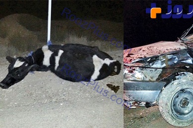 تصادف های مرگبار با گاو و شتر +تصاویر