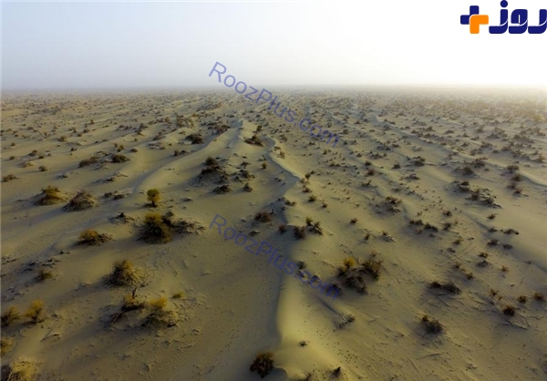 عکس هایی جذاب از بیابان صنوبر در شمال آفریقا