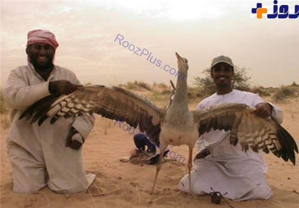 کسب مجوز شکار پرندگان کمیاب پاکستانی توسط شاهزاده قطری! +عکس