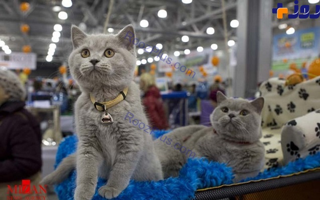 نمایشگاه گربه ها در مسکو +تصاویر