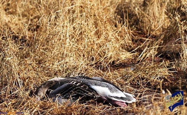 خطر شیوع آنفولانزای پرندگان در تالاب میقان+عکس