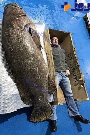 ماهی عظیم‌الجثهای که از انسان بزرگتر است +تصاویر