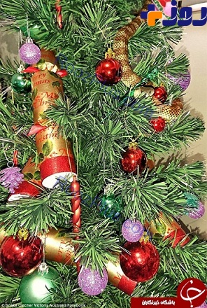 هدیه مرگبار در درخت کریسمس +عکس