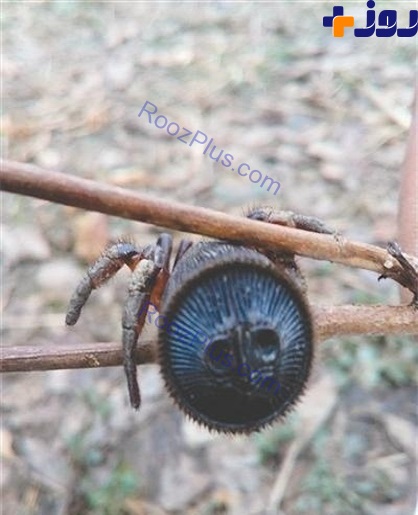 تصاویر/ کشف گونه نادر عنکبوت در چین