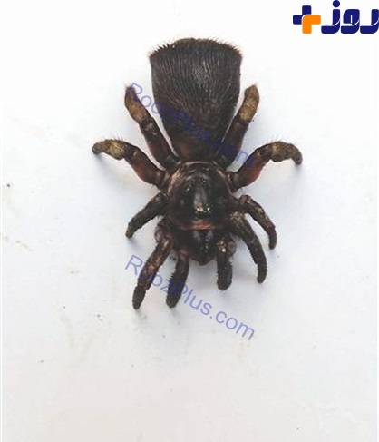 تصاویر/ کشف گونه نادر عنکبوت در چین