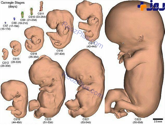 کاملترین اطلس سه‌ بعدی جنین شناسی