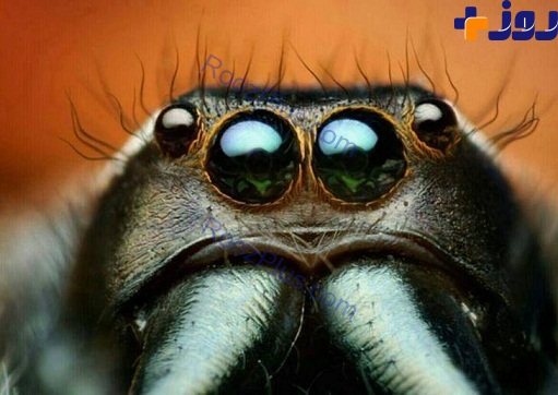 تصویر میکروسکوپی جالب از چشم عنکبوت
