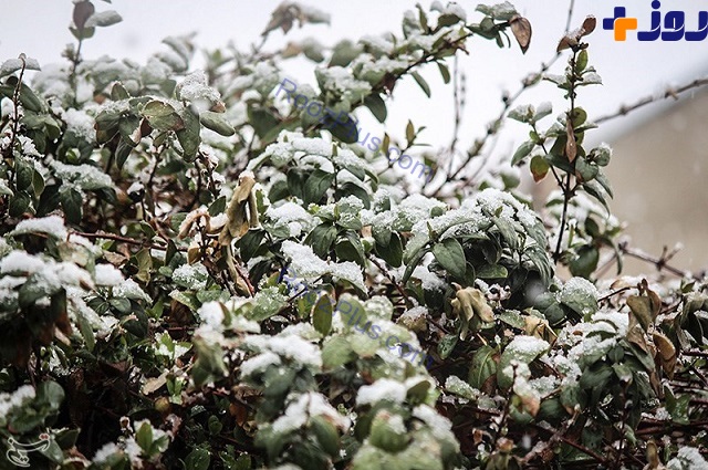 بارش برف در سیزدهم فروردین ماه - اهر +تصاویر