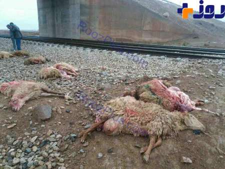 برخورد عجیب قطار با گله و کشته شدن گوسفندان + عکس