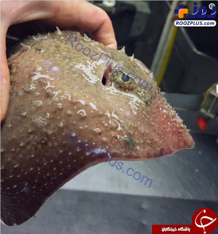 ماهی های عجیبی به تور صیاد روسی افتادند! +تصاویر