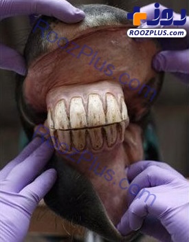 جرم گیری دندان اسب ها، حرفه ای غیر معمول! +تصاویر