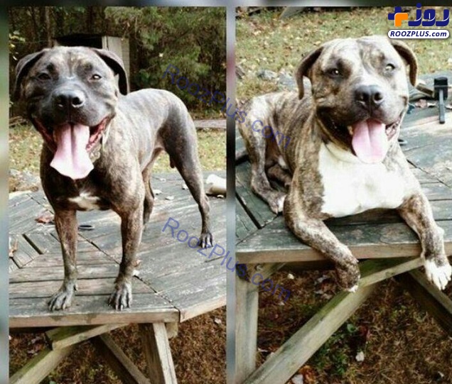 تصاویر/ دو سگ پیتبول صاحب خود را خوردند!