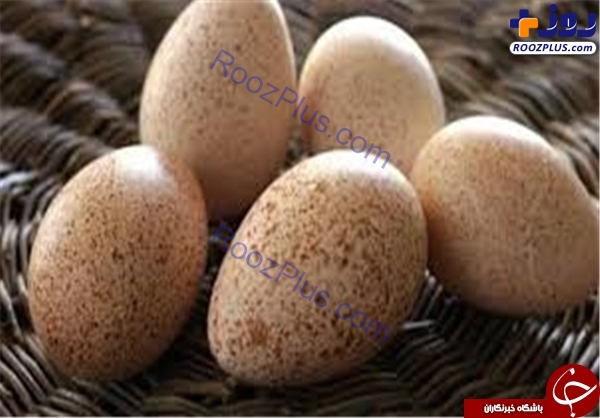 اسامی خوردنی های جایگزین تخم مرغ برای تامین پروتئین بدن