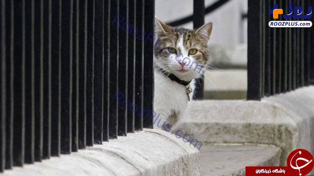 ماجرای «گربه‌های دیپلمات» در وزارت خارجه انگلیس +تصاویر