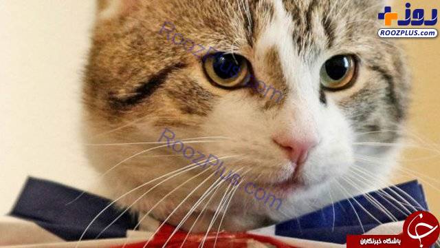ماجرای «گربه‌های دیپلمات» در وزارت خارجه انگلیس +تصاویر