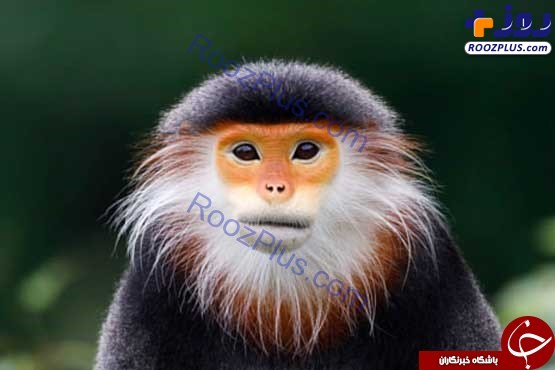 میمون‌ زیبا و در حال انقراض+تصاویر