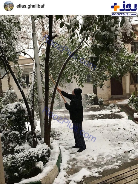 عکس/ قالیباف شهردار سابق تهران در حال تکاندن برف درخت