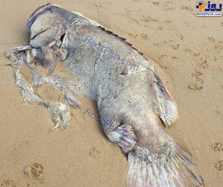 کشف لاشه ماهی عجیب الخلقه در ساحل+عکس