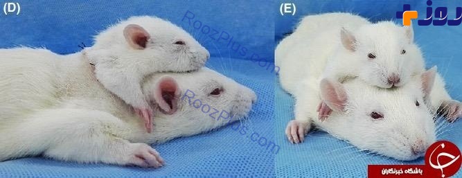 جراح جنجالی با موفقیت سر یک موش را به موش دیگر پیوند زد+تصاویر