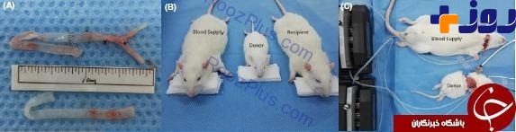 جراح جنجالی با موفقیت سر یک موش را به موش دیگر پیوند زد+تصاویر
