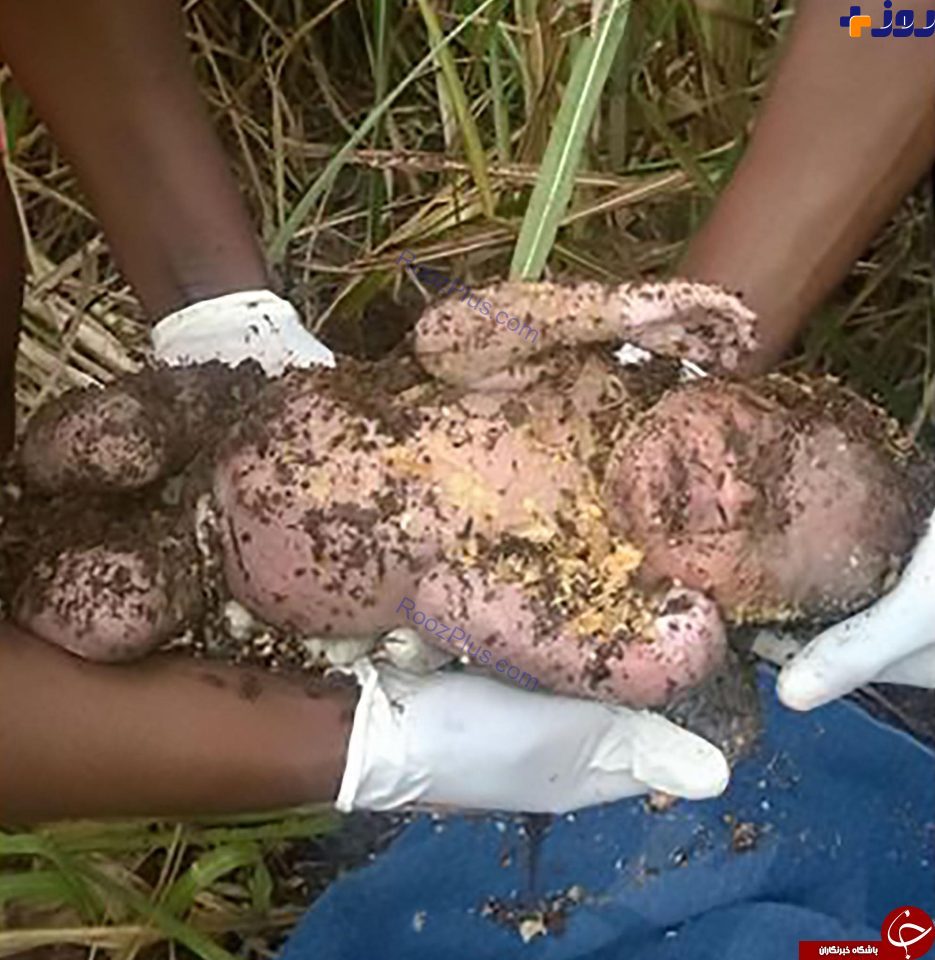 عکس/ نوزاد زنده‌به‌گور شده، زنده از زیر خاک بیرون کشیده شد