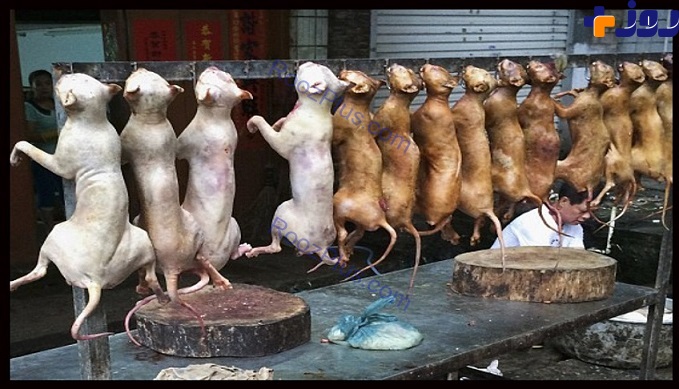ممنوعیت فروش گوشت سگ در مراسم سگ‌خوری درچین! +تصاویر