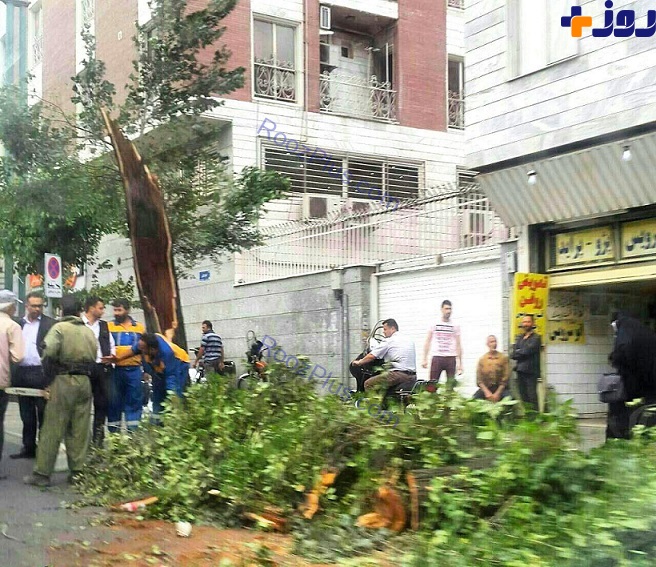 شکسته شدن درختان تهران در اثر طوفان +تصاویر
