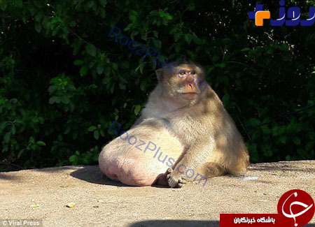 چاق‌ترین میمون تایلند به کمپ لاغری فرستاده شد! +تصاویر