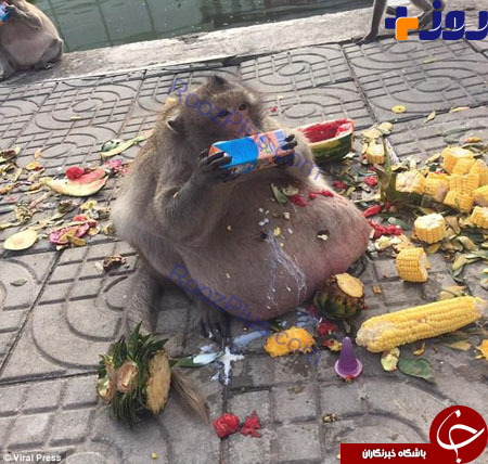 چاق‌ترین میمون تایلند به کمپ لاغری فرستاده شد! +تصاویر