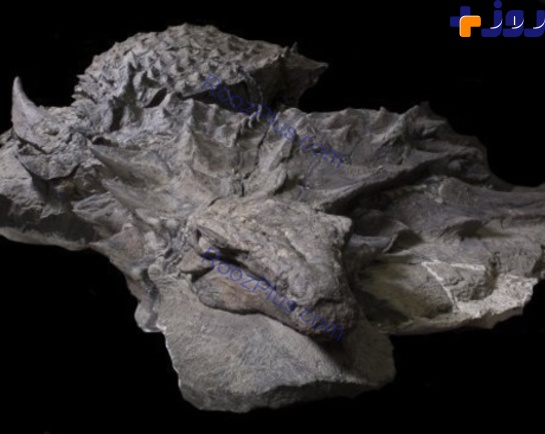 تصاویری از سالم‌ترین و کامل‌ترین فسیل کشف شده یک دایناسور