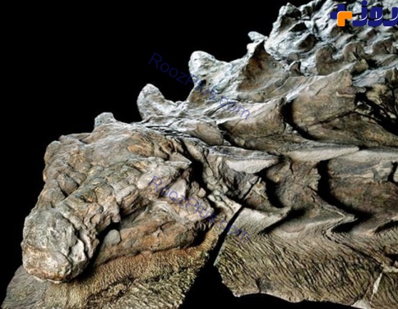 تصاویری از سالم‌ترین و کامل‌ترین فسیل کشف شده یک دایناسور