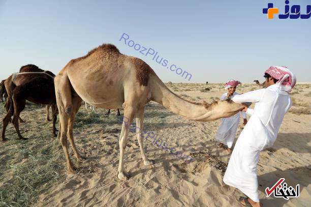 اخراج شترهای قطری از عربستان! +تصاویر
