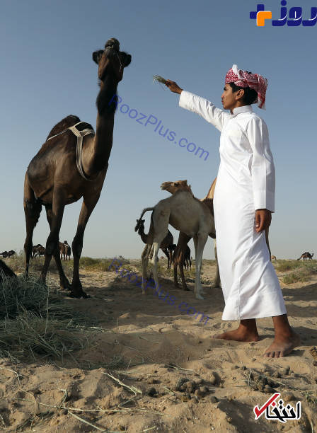 اخراج شترهای قطری از عربستان! +تصاویر