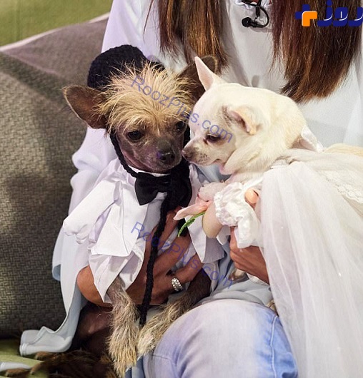 برگزاری جشن عروسی برای سگ های يک ميلياردر +تصاوير