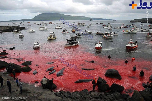 سنت قتل عام نهنگ ها رنگ دریا را قرمز کرد+ عکس