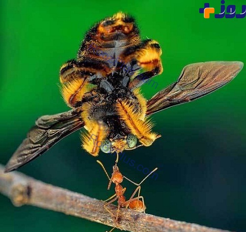 قدرت عجیب و خارق‌العاده یک مورچه+عکس