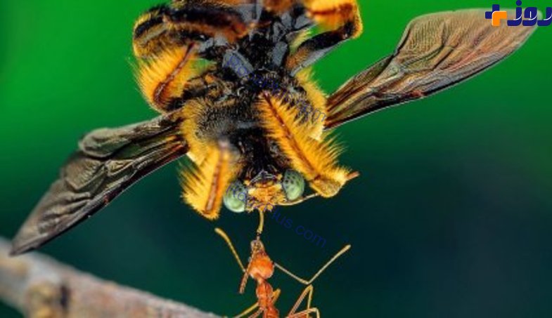 آیا می دانستید مورچه پُر زورتر از انسان است؟! +تصاویر