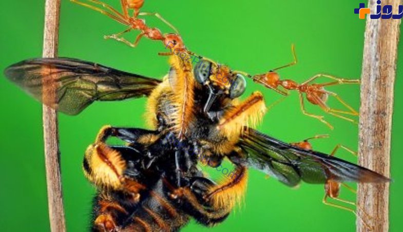 آیا می دانستید مورچه پُر زورتر از انسان است؟! +تصاویر