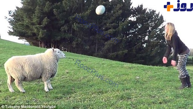 تنها گوسفند فوتبالیست دنیا سوژه رسانه ها شد +تصاویر