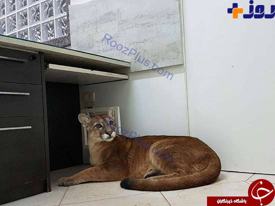 گربه دوست داشتنی اداره، وحشی از آب درآمد +عکس