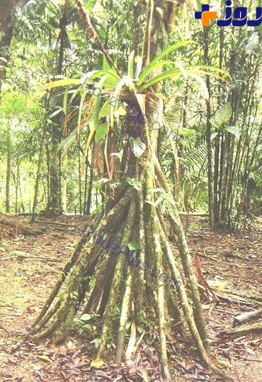 عجیب ترین درخت نخلی که دیده اید +تصاویر
