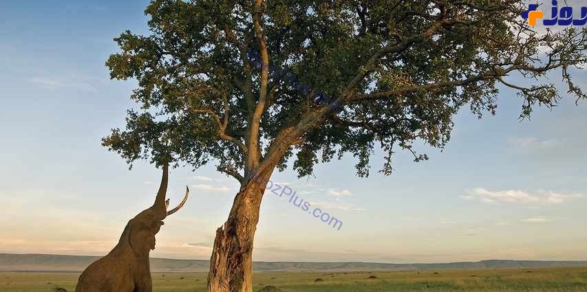 درختی عجیب با میوه الکل دار در آفریقا! +تصاویر