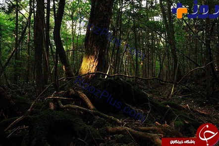 تصاویری از جنگل خودکشی در ژاپن!