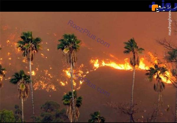 آتش‌سوزی گسترده در جنگل‌های «لس آنجلس» منجر به تخلیه صدها خانوار شد