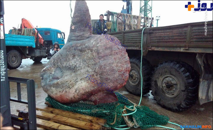 صید ماهی هزاروصد کیلویی در روسیه +تصاویر