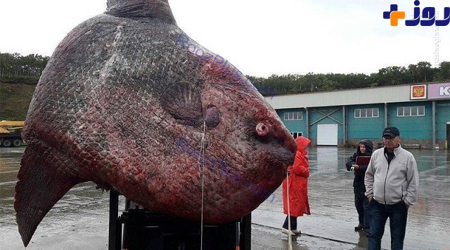 صید ماهی که یک تن و صد کیلو وزن داشت!/تصاویر