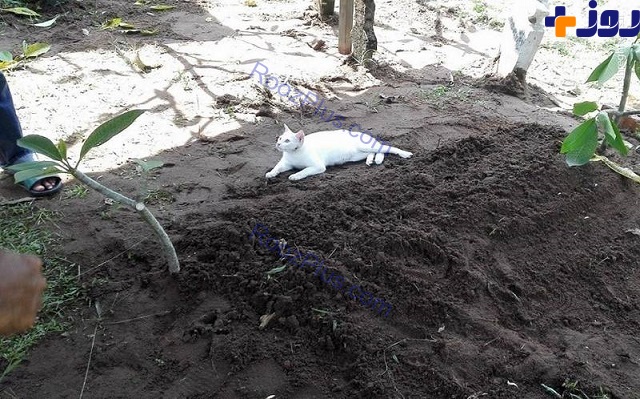 حضور یک گربه در مراسم خاکسپاری و خودداری از ترک محل +عکس