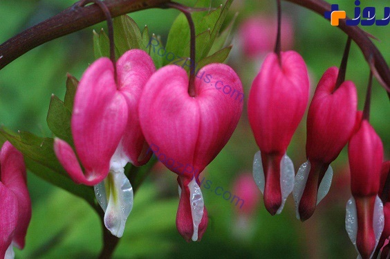 اسم این گل «قلب خون ریزی شده»است+عکس