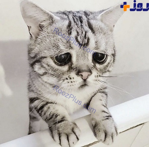 عکس/ غمگین ترین گربه جهان همه را تحت تاثیر خود قرار می‌دهد